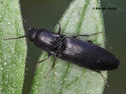 Attēlu rezultāti vaicājumam “Ectinus aterrimus”