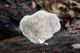 Attēlu rezultāti vaicājumam “Crepidotus applanatus”