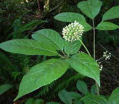 Attēlu rezultāti vaicājumam “Eleutherococcus sessiliflorus”