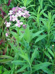 Attēlu rezultāti vaicājumam “Hesperis matronalis leaf”