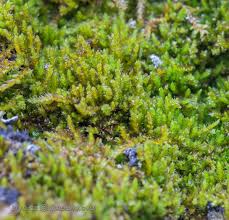 Attēlu rezultāti vaicājumam “Platygyrium repens”