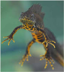 Attēlu rezultāti vaicājumam “Triturus cristatus”