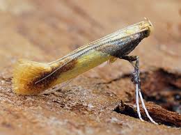 Attēlu rezultāti vaicājumam “Caloptilia alchimiella”