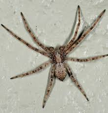 Attēlu rezultāti vaicājumam “Philodromidae”