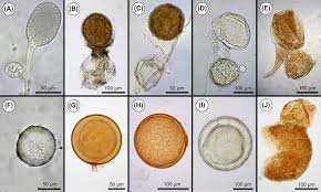 Attēlu rezultāti vaicājumam “Comatricha elegans var. microspora spores”