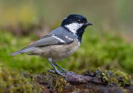 Attēlu rezultāti vaicājumam “Periparus ater adult”