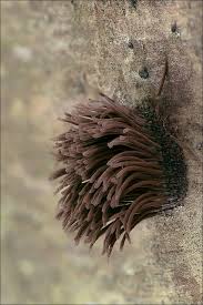 Attēlu rezultāti vaicājumam “Stemonitis splendens stalked”
