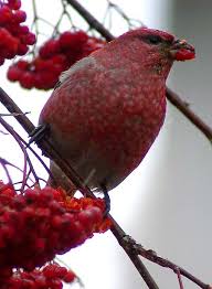 Attēlu rezultāti vaicājumam “Pinicola enucleator adult”