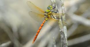 Attēlu rezultāti vaicājumam “Odonata”