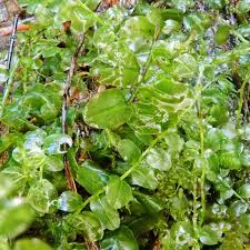 Attēlu rezultāti vaicājumam “Plagiomnium medium”