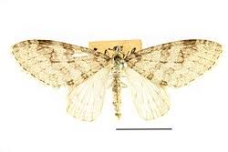 Attēlu rezultāti vaicājumam “Trichopteryx carpinata”