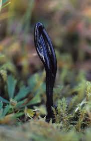 Attēlu rezultāti vaicājumam “Geoglossum sp.”