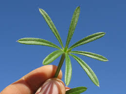 Attēlu rezultāti vaicājumam “Galium aparine leaf”