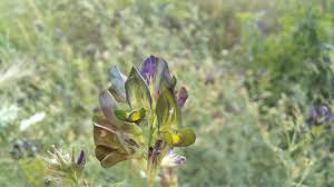 Attēlu rezultāti vaicājumam “Medicago x varia  flower”