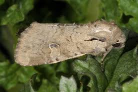 Attēlu rezultāti vaicājumam “Apamea sordens”