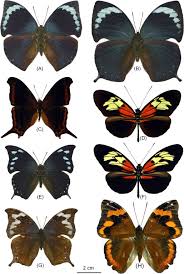 Attēlu rezultāti vaicājumam “Nymphalidae”