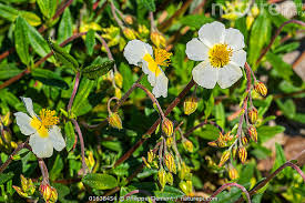 Attēlu rezultāti vaicājumam “Helianthemum nummularium flower”