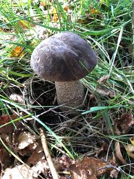 Attēlu rezultāti vaicājumam “Leccinum melaneum”