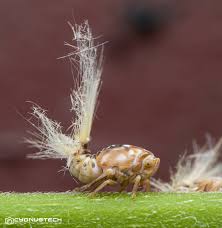 Attēlu rezultāti vaicājumam “Trioza dispar nymph”