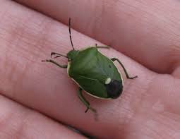 Attēlu rezultāti vaicājumam “Chlorochroa juniperina imago”