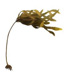 Attēlu rezultāti vaicājumam “Physarum penetrale stalked”