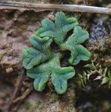 Attēlu rezultāti vaicājumam “Riccia”