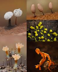 Attēlu rezultāti vaicājumam “Didymium clavus stalked”