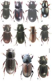 Attēlu rezultāti vaicājumam “Aphodius sp.”