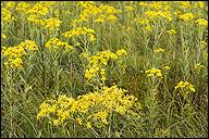 Attēlu rezultāti vaicājumam “Jacobaea paludosa”