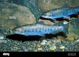 Image result for Salmo macrostigma