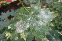 Attēlu rezultāti vaicājumam “Sawadaea tulasnei”