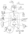 Diagram of Endocrine Glands