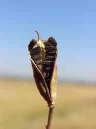 Attēlu rezultāti vaicājumam “Consolida regalis fruit”