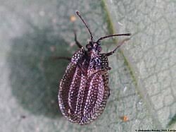 Attēlu rezultāti vaicājumam “Acalypta carinata”