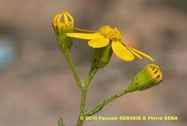 Attēlu rezultāti vaicājumam “Senecio vernalis leaf”