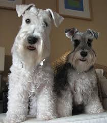 images?q=tbn:ANd9GcQPRiNFgeeQbm5mQQXguyvY9AcJQgy9QfIFY63q8Mmrh8W_lWKW