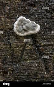 Attēlu rezultāti vaicājumam “Kretzschmaria deusta”