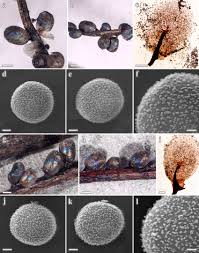 Attēlu rezultāti vaicājumam “Lamproderma echinosporum macro”