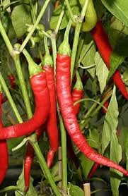 Afbeeldingsresultaat voor turkish cayenne hot pepper