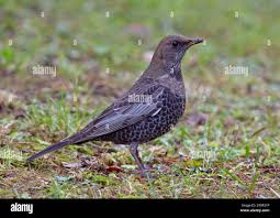 Image result for Turdus torquatus