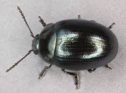 Attēlu rezultāti vaicājumam “Phaedon cochleariae”