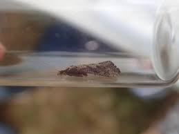 Attēlu rezultāti vaicājumam “Edwardsiana geometrica”