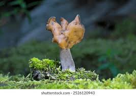 Attēlu rezultāti vaicājumam “Gyromitra infula”