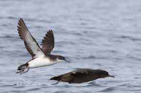 Image result for Puffinus puffinus