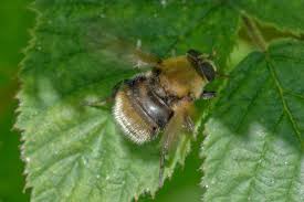 Attēlu rezultāti vaicājumam “Arctophila superbiens”