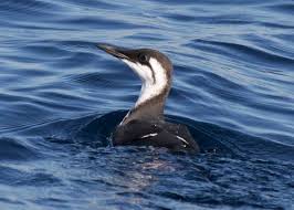 Image result for Uria aalge