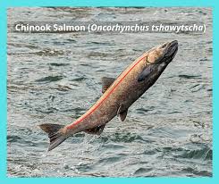 Image result for Oncorhynchus tshawytscha