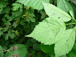 Attēlu rezultāti vaicājumam “Chara rudis”