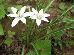 Attēlu rezultāti vaicājumam “Ornithogalum umbellatum flower”