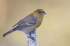 Image result for Pinicola enucleator